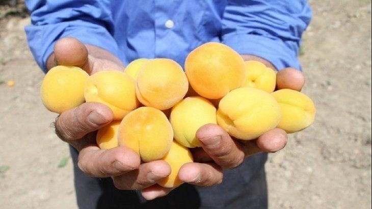 İş Çok, İşçi Yok