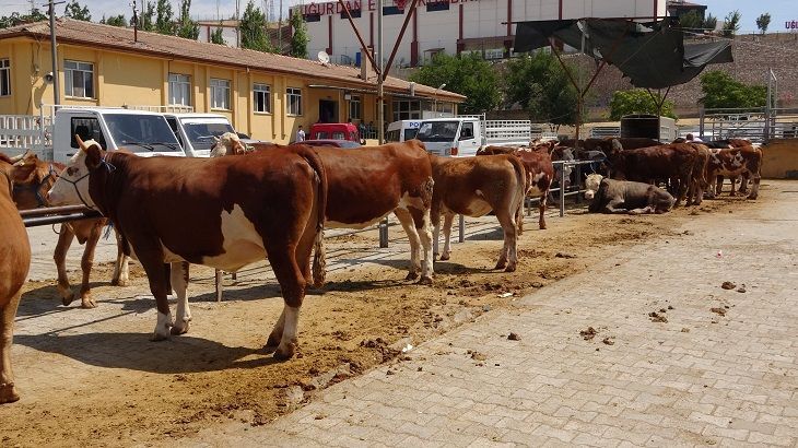 Kurbanlar Yurt Dışına Gitti