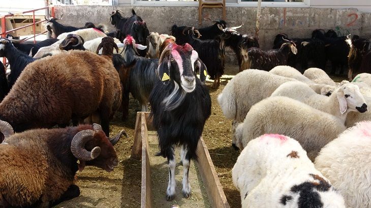 Kurbanlar Yurt Dışına Gitti